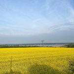 Rapsfeld am Wusterwitzer See